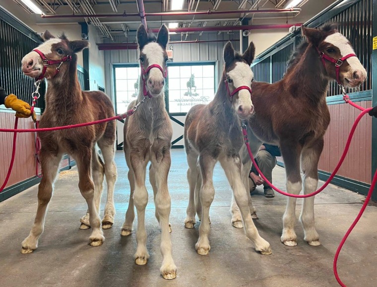 Four young Clydesdales in a barn.