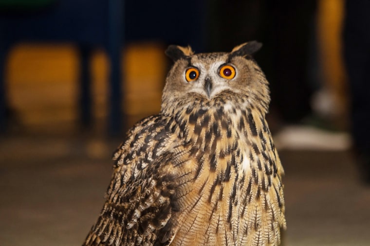 Lion park owl escape прохождение