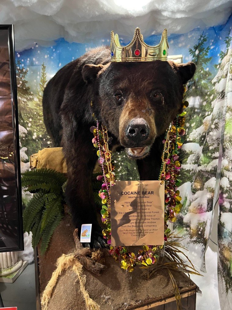 A stuffed bear wearing a gold chain and sign as well as a crown stands in a display. it also has mardi gras beads on it.