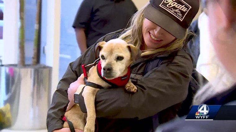 Dogs reunited with store owners after years