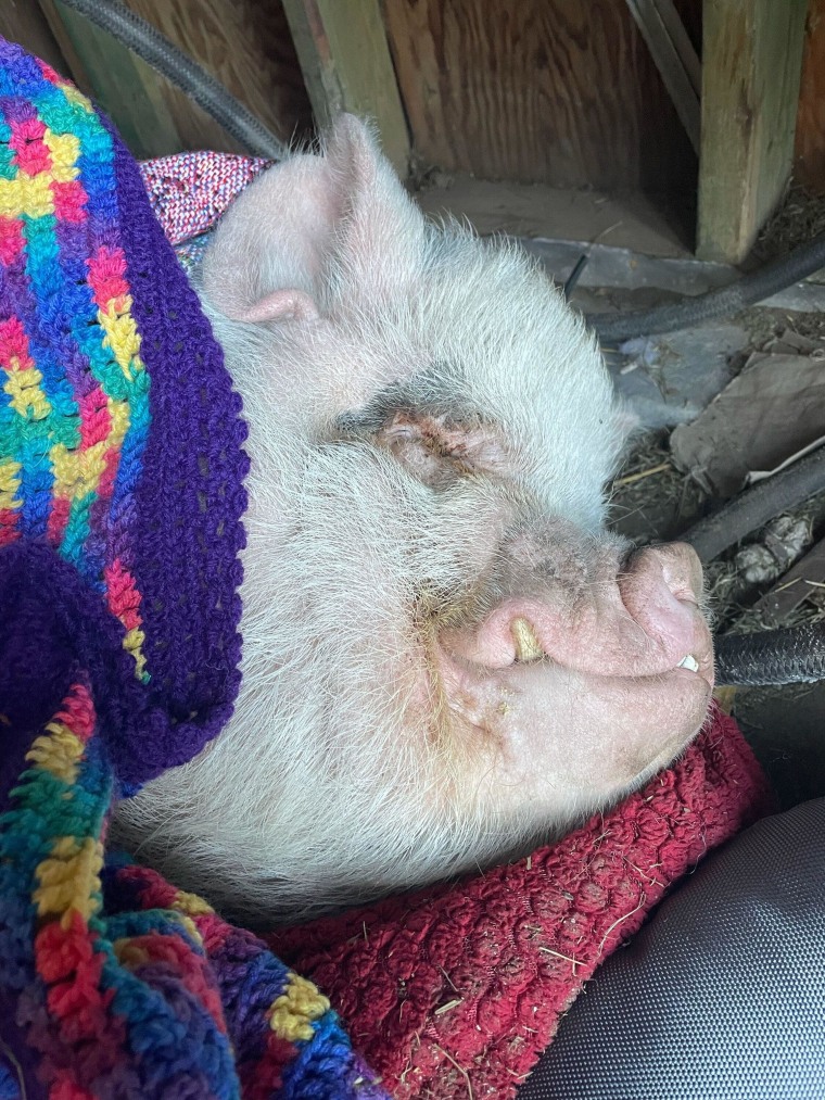 lost pig found in blanket