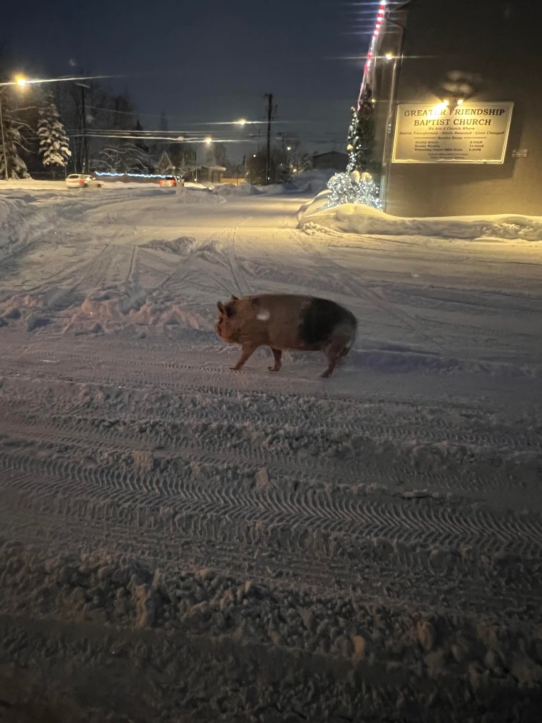 Pig in snow