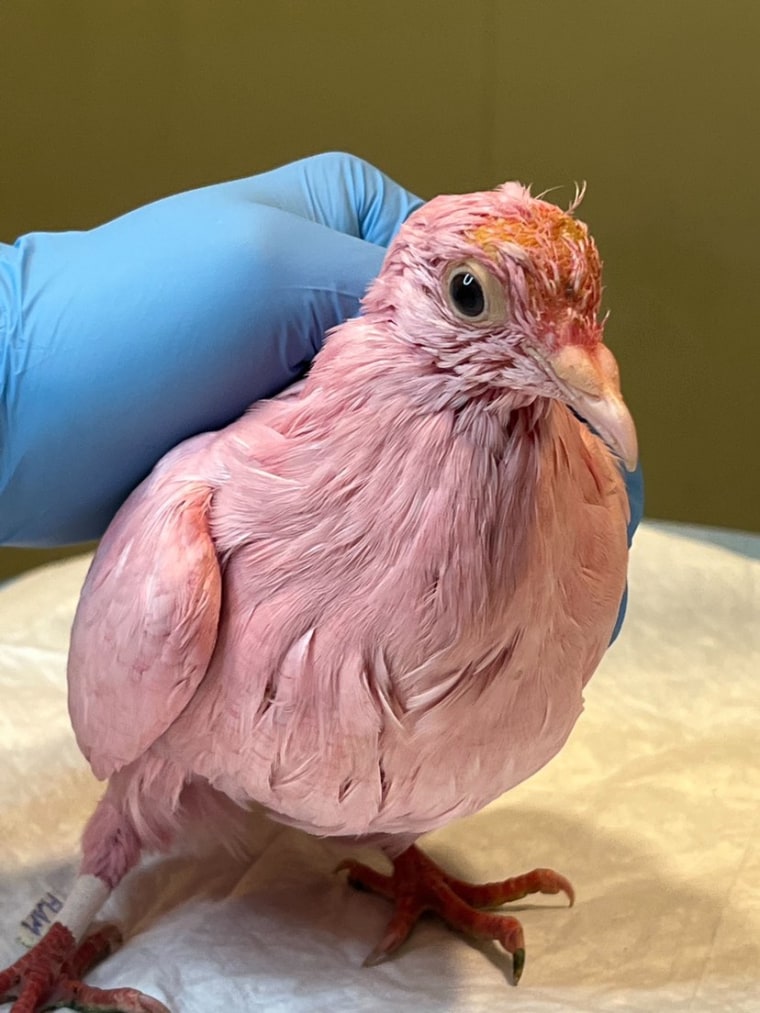 A pigeon dyed pink looks at the camera. It's being held in place by a hand with a blue surgical glove on it.