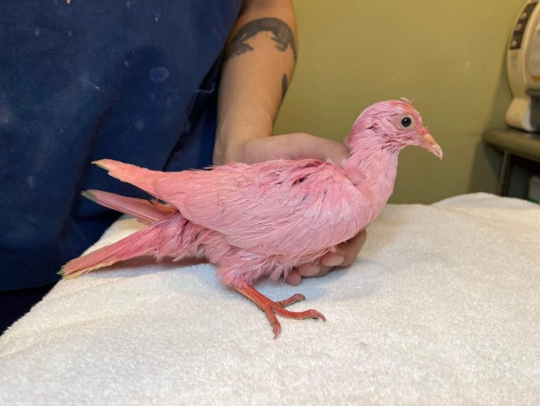 A pigeon dyed pink stands on one leg on a white terry towel. it's being held in place by a person.