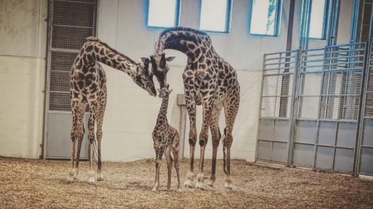 Parker (above right) had been at the zoo since 2018.