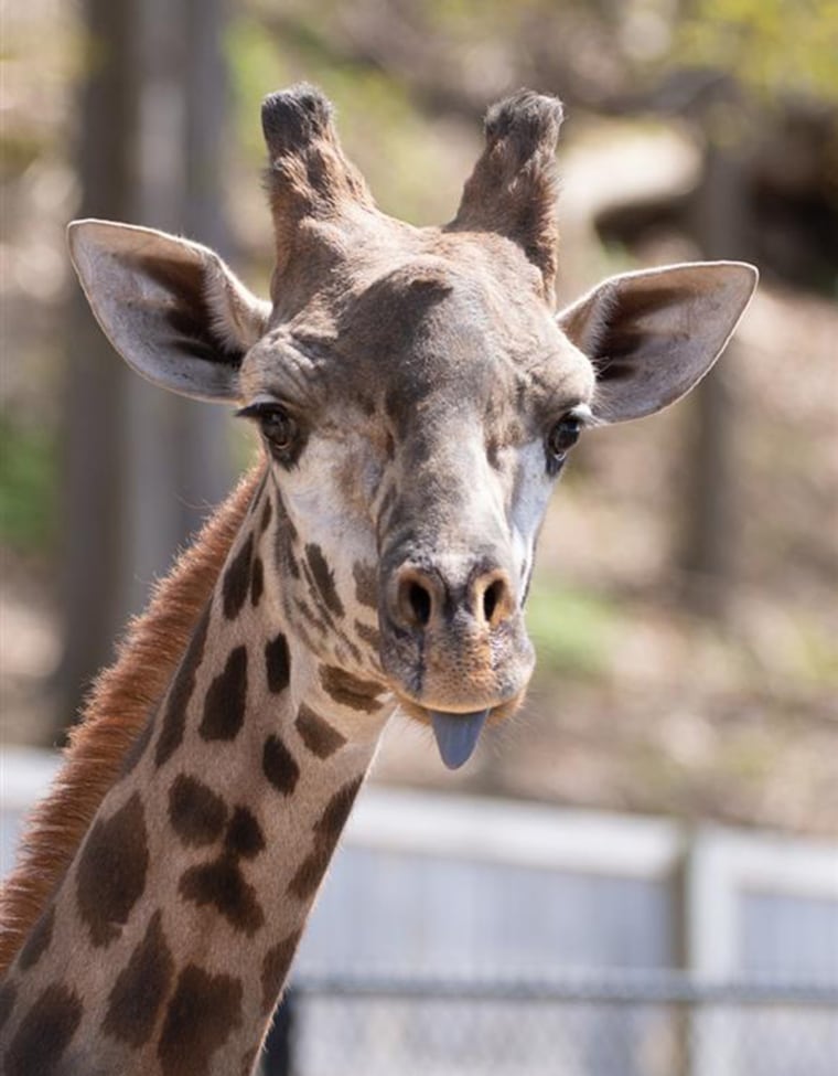 Parker, a 6-year-old Masai giraffe at the Seneca Park Zoo in Rochester, New York, died after getting its neck caught in a gate enclosure, zoo officials said.