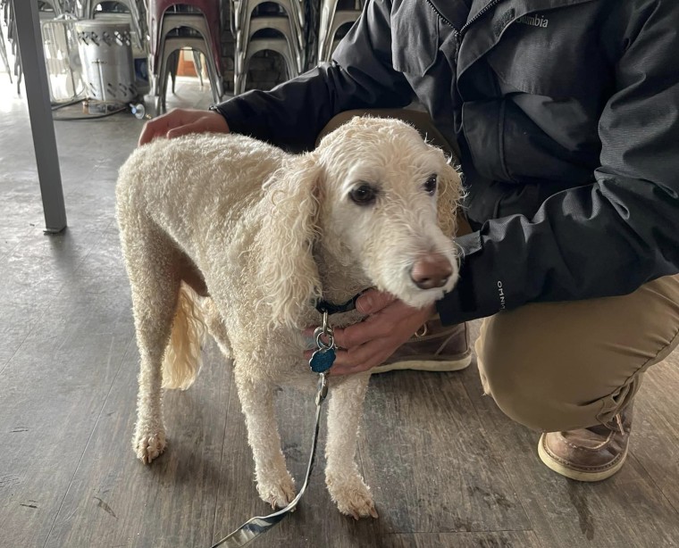 Thomas Lee's dog, Cooper, was able to quickly dry off at a nearby store after being rescued unscathed from an icy Iowa lake by a local high school athlete. 