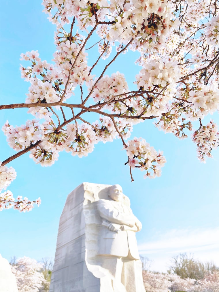Tourists come to Washington, D.C., from around the world to see the cherry blossom trees blooming.
