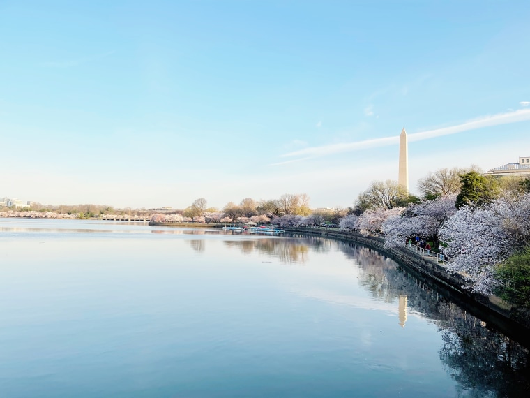 Washington, D.C.'s Tidal Basin is one of the best locations to see cherry blossom trees in bloom.