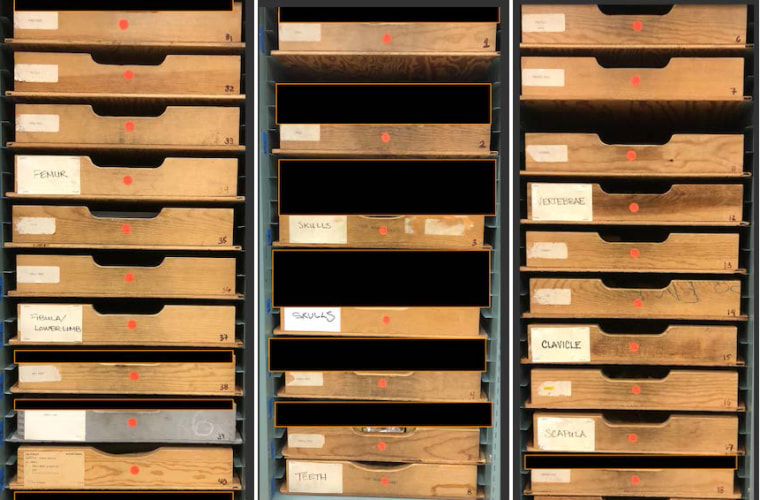 Drawers in the “Osteology Teaching Collection” in one of the letters White sent to UCB