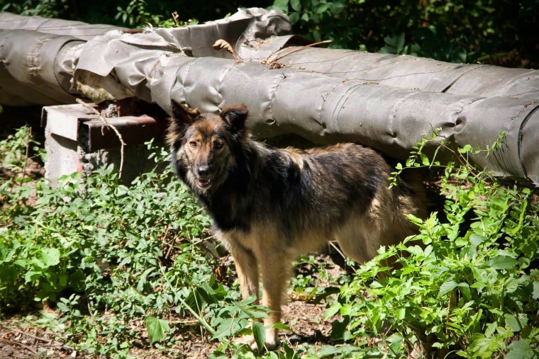 This photo provided by Timothy Mousseau in Feb. 2023 shows a dog in the Chernobyl area of Ukraine. More than 35 years after the world's worst nuclear accident, the dogs of Chernobyl roam among decaying, abandoned buildings in and around the closed plant – somehow still able to find food, breed and survive.