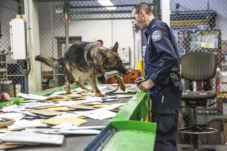 Un chien détecteur de stupéfiants alerte un agent des douanes américaines sur un colis contenant un stupéfiant au centre de courrier international de Chicago en 2017.