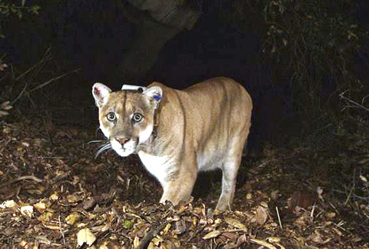 This Nov. 2014, file photo provided by the U.S. National Park Service shows a mountain lion known as P-22, photographed in the Griffith Park area near downtown Los Angeles. Tribal leaders, scientists and conservation advocates buried Southern California's most famous mountain lion Saturday in the mountains where the big cat once roamed.