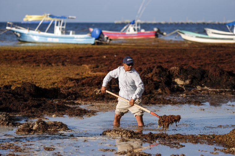 A worker removes sargassum seaweed from the shore of Playa del Carmen, Mexico, on May 8, 2019.