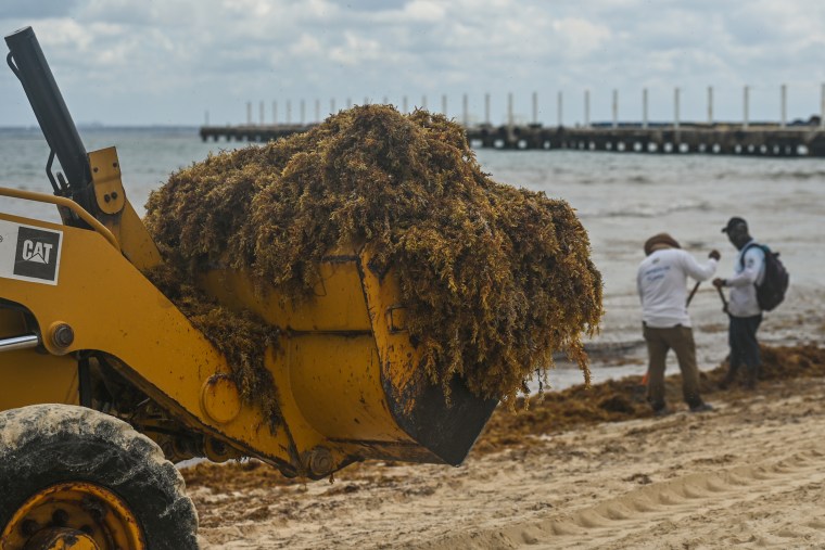 Cleanup crews remove sargassum seaweed from Playa del Carmen, Mexico, on April 29, 2022.