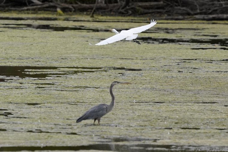A great egret flies above a great blue heron in a wetland inside the Detroit River International Wildlife Refuge in Trenton, Mich.