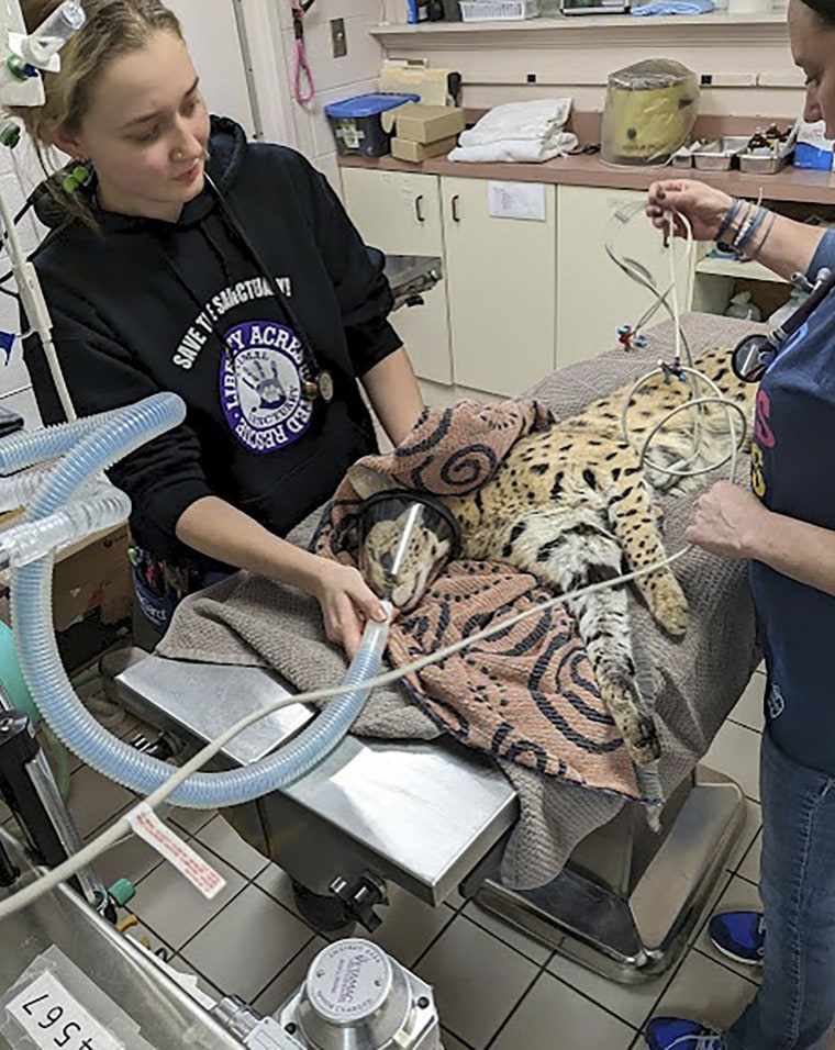 A serval being treated after it was found to have cocaine in its system in Cincinnati,.