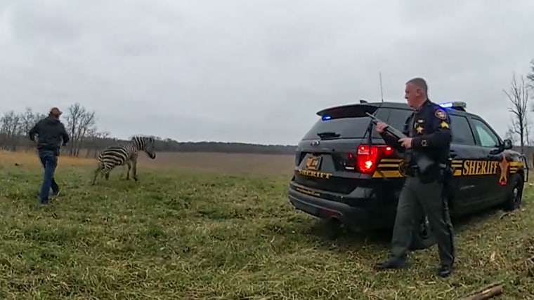 Sheriff's deputies respond to an incident of a zebra biting a man on March 13, 2023, at a farm in Circleville, Ohio.