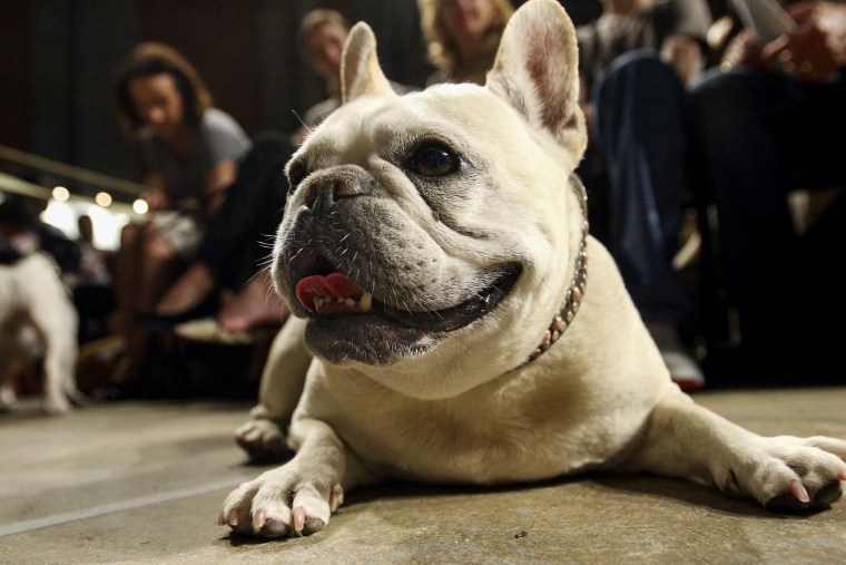 Lola, a French bulldog, at the Cathedral of St. John the Divine on Oct. 7, 2007, in New York.