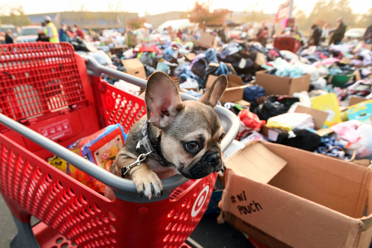 Diesel, a French bulldog puppy, looks on from a shopping cart at an evacuee encampment in Chico, Calif., on Nov. 17, 2018.