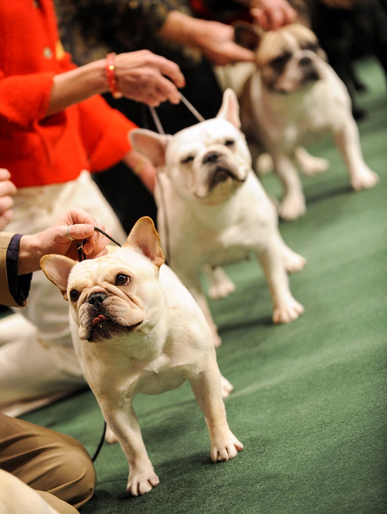 Bulldogët francezë rreshtohen në ringun e gjykimit gjatë shfaqjes së qenve të Westminster Kennel Club në Madison Square Garden në Nju Jork më 9 shkurt 2009.