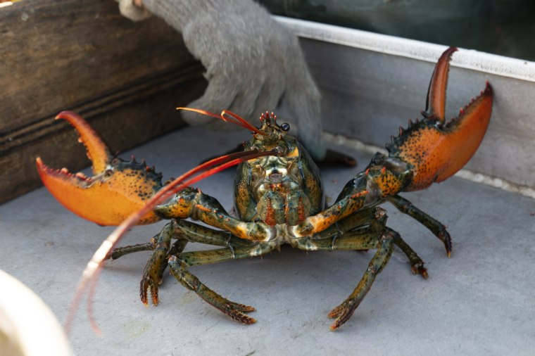A lobster rears its claws after being caught off Spruce Head, Maine