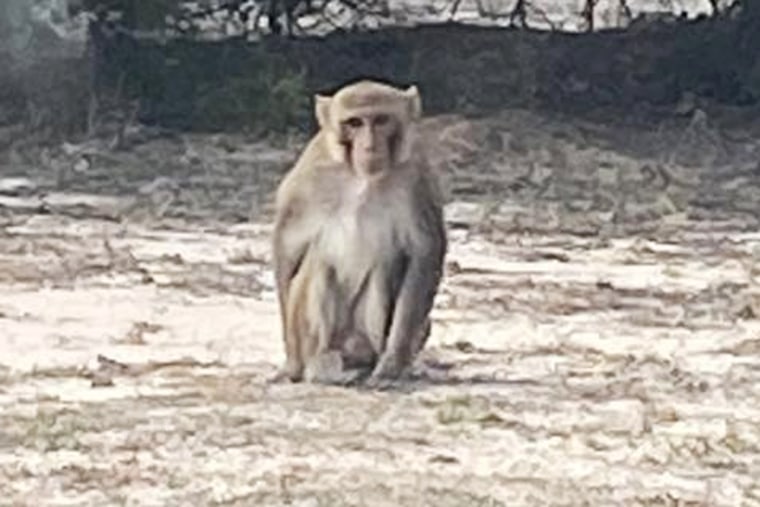A pet monkey attacked an Oklahoma woman on Sunday before a family member of the victim shot and killed the primate, police said.