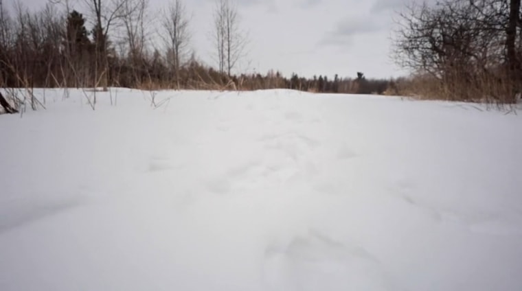 Los lugareños y la Patrulla Fronteriza de EE. UU. en Mooers, Nueva York, están utilizando huellas de nieve humanas, vistas aquí el 13 de marzo de 2023, para determinar si los migrantes han pasado recientemente por el área.