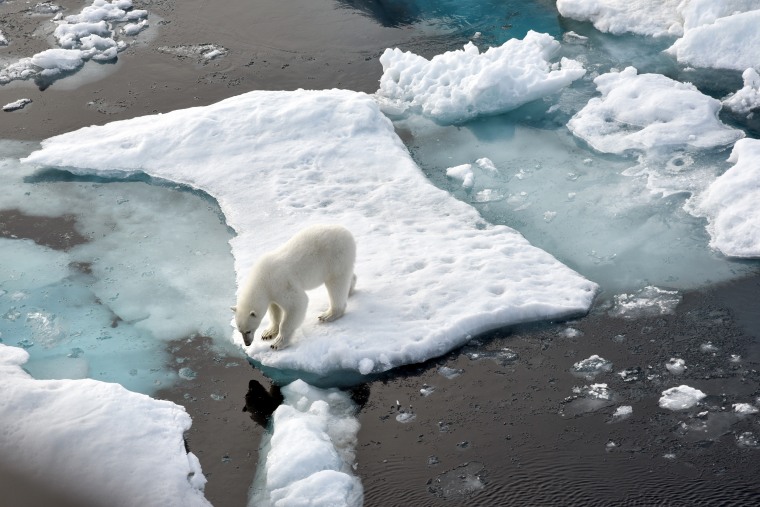 A polar bear stands on an ice floe in the Arctic Ocean in 2015.