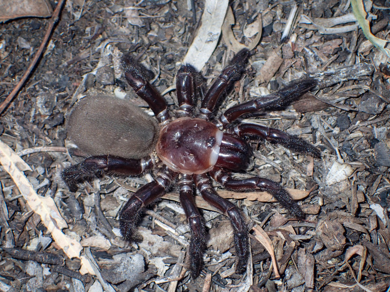 Super-size trapdoor spider discovered in Australia