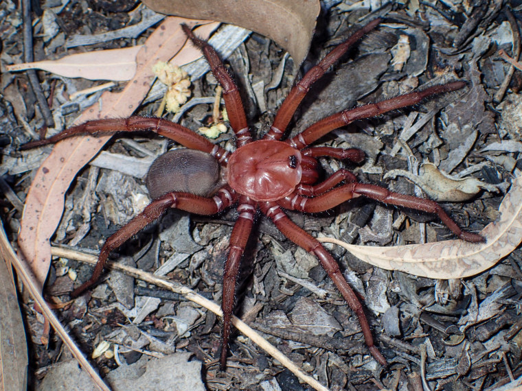 What are these 'trapdoor spiders' spotted around San Diego?