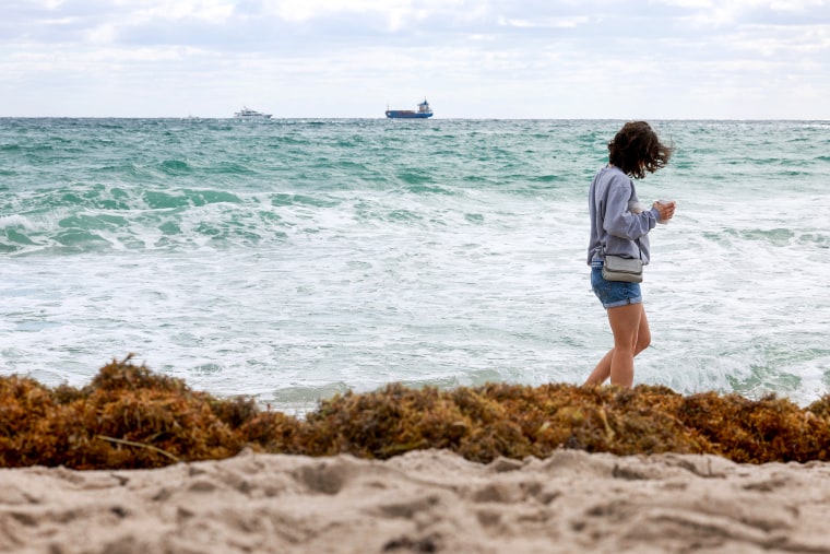A beachgoer walks past seaweed that washed ashore on March 16, 2023 in Fort Lauderdale, Fla.