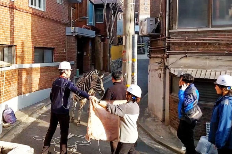 A young zebra had a rare day out when he ran away from a zoo in Seoul and trotted around the streets of the South Korean capital, before being sedated and captured a few hours later.