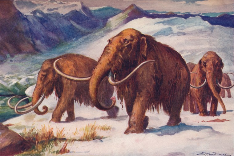 Wooly Mammoth