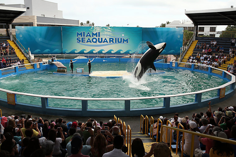 Lolita the orca could be returned to 'home waters' over 50 years after capture and being held at Miami Seaquarium
