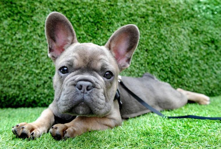 El bulldog francés se caracteriza por tener la cara chata y es considerado un buen compañero.