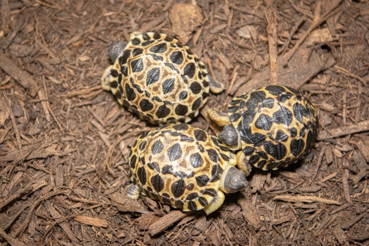 Jalapeño, the farthest to the right, has the darkest shell of the three hatchlings. Dill and Gherkin  have lighter shells, but Gherkin has a white dot marked on the center of its shell.