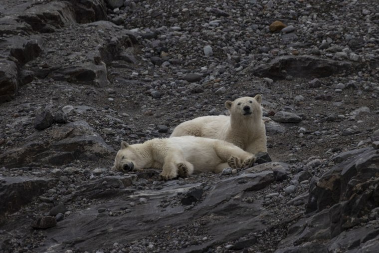 Osos polares son observados durante una expedición científica cerca de las Islas Svalbard, en el Océano Ártico en Noruega el 23 de julio de 2022.