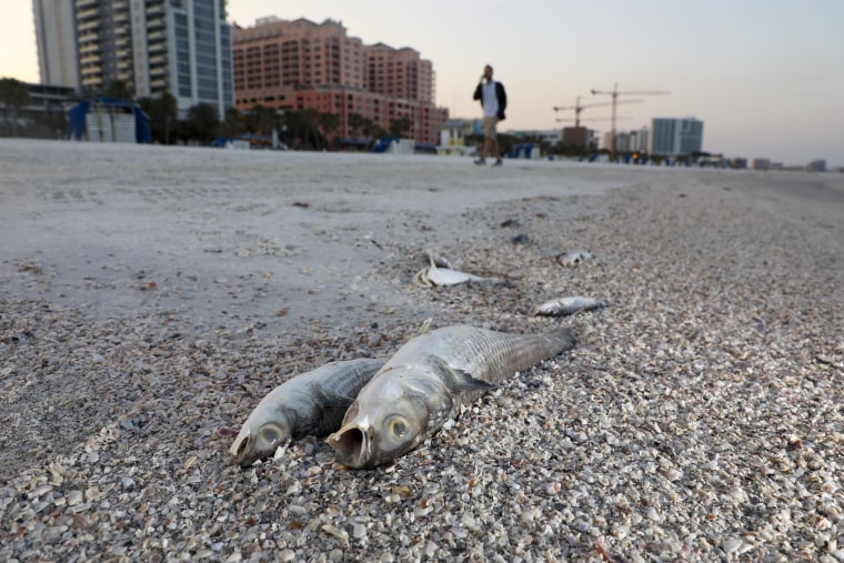 Numerosos peces muertos yacen en una playa debido a la presencia de marea roja en la playa de la localidad de Clearwater, condado Pinellas, en Florida, el jueves 9 de marzo de 2023.