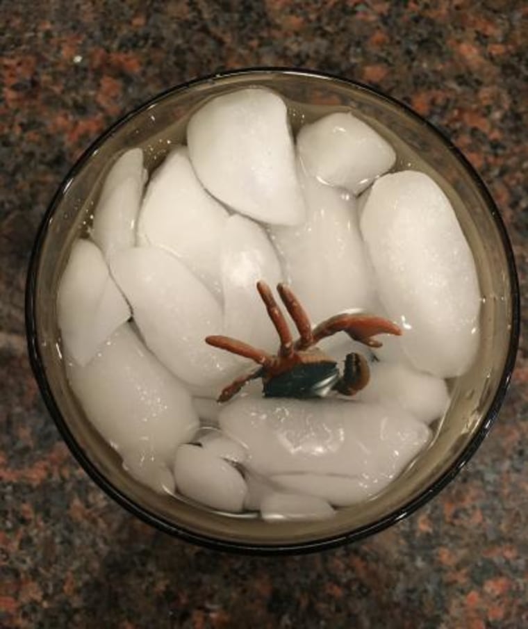 plastic spider in ice