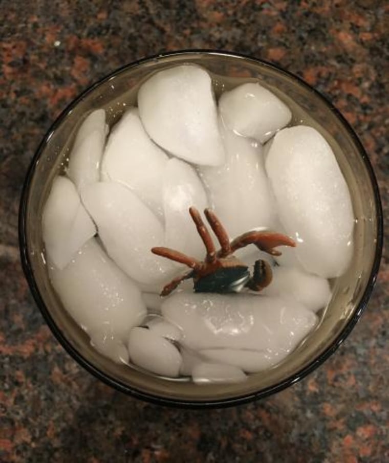 plastic spider in ice 