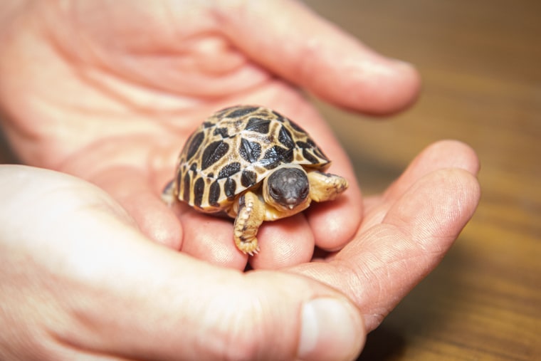 human hands holding a tiny tortoise hatchling.