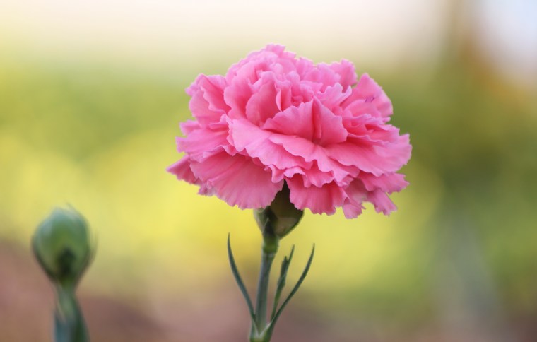 Carnation flower.