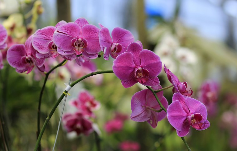 Orchid or Moth Orchid flower.