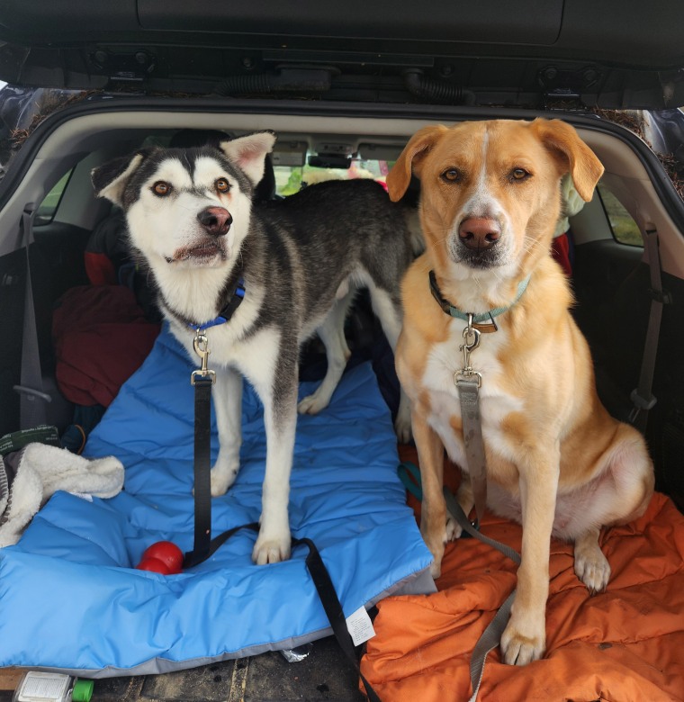 Two dogs in the back of a car