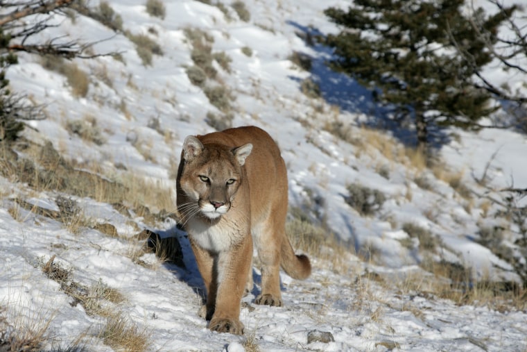 Mountain Lion in snowy Rocky Mountains