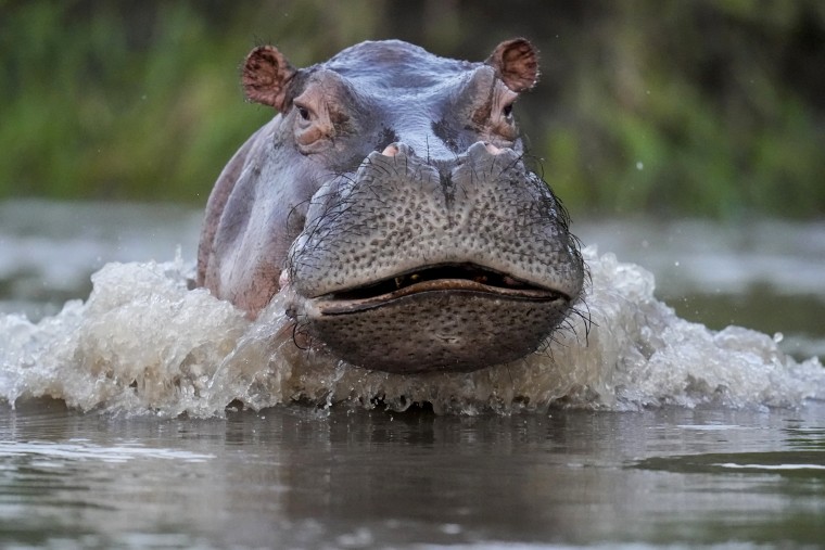 A hippo swims in the Magdalena river in Puerto Triunfo, Colombia, on Feb. 16, 2022.