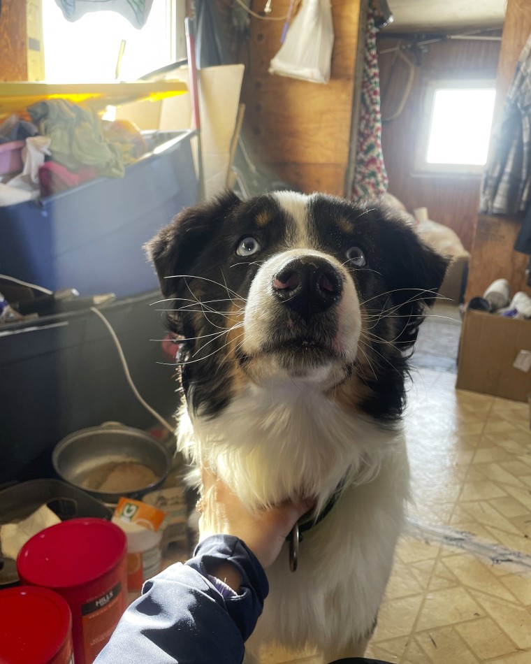 The dog disappeared a month ago from St. Lawrence Island, Alaska, and wound up walking on the Bering Sea ice about 150 miles to Wales, Alaska, on the state's western coast.