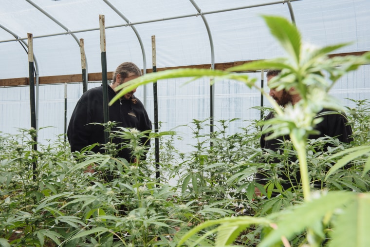 Dusty Hughston of Cougar Ranch Family Farms inside his greenhouse with business partner Shanon Taliaferro, outside of Miranda, Calif.