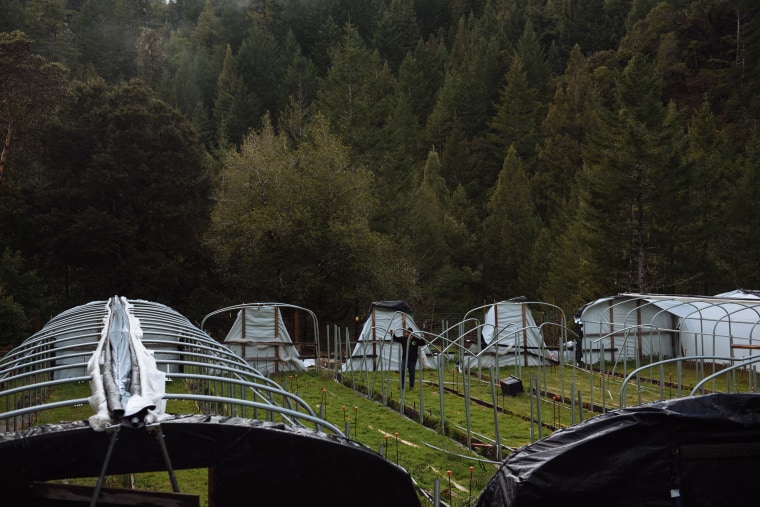 Shanon Taliaferro surveys damage to greenhouses following recent storms